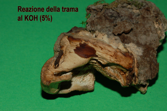 Lignicolo da determinare (Bjerkandera fumosa)